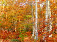 лес, береза, осень