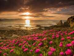 фиолетовые цветы на скалистом пляже с заходом солнца на заднем плане
