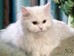 персианские, кошки, белые