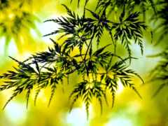 закрытие зеленого листового растения с желтым фоном