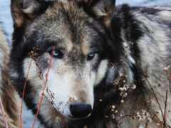 два больших серых и черных волка стоят рядом друг с другом