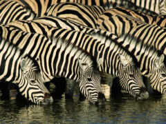 зебры, животные, африка