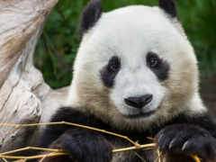 панда, бамбук, китай