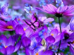 цветы, фиолетовый, бабочка