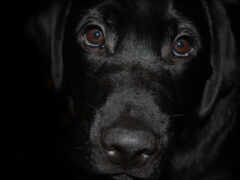 черная собака с голубыми глазами смотрит в камеру