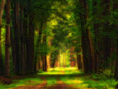 лес, природа, дерево