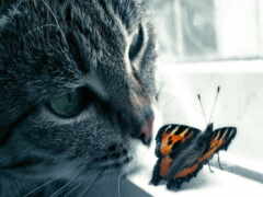 кот, бабочка