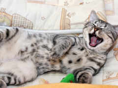коты, зевающие, зевают