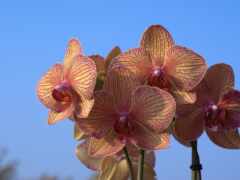 cielo, орхие, orquídeas