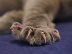 кошачья лапа с когтями на голубой поверхности