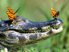 крокодил, взгляд