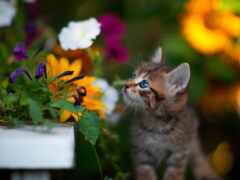 цветок, милая, котенок