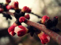 весна, branch, trees