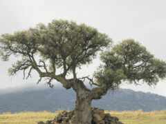 маслина, дерево, country