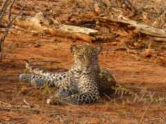 есть леопард, который лежит в грязи