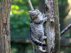 кот, дерево, котенок