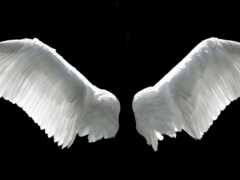 ангела, крылья, крыла