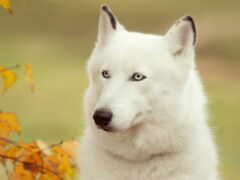 белый пес, Сибирский хаски