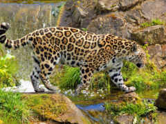 jaguar, оропард, ягуары