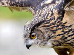 есть большая сова, которая летит над деревом