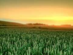 поле, зеленое, пшеница