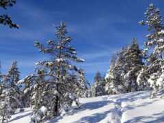 есть человек, катающийся на лыжах по снежному холму с деревьями