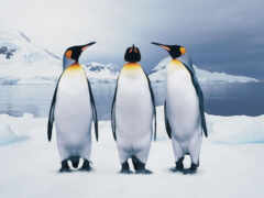 пингвина, есть, пингвинов