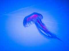 медузы, глубина, синяя