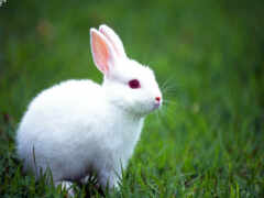 кролик, белый