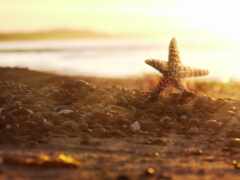 пляж, морская звезда, звездочка