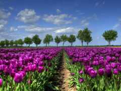 тюльпан, поле, природа