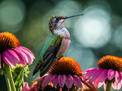 колибри, птица, цветы