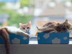 кошки в коробках