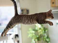 кошка в прыжке, кот