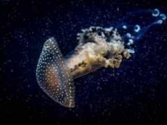 meduza, jellyfish, подводный
