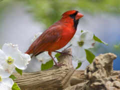 птица, цветы, кардинал