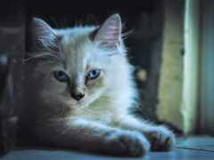 белый кот с голубыми глазами лежит на полу