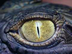 глаз, крокодил, крокодила