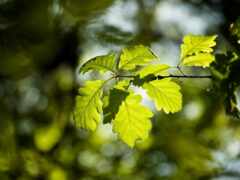 закрытие листовой ветви с зелеными листьями