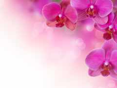орхидея, цветы, растение