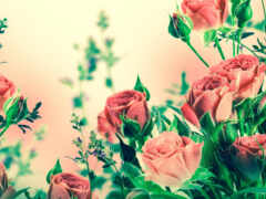 роза, цветы, розовый