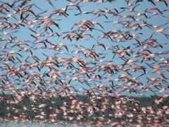 стая розовых фламинго, летящих в небе