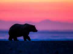 медведь, фото, аляска