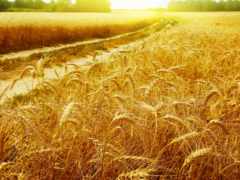 поле, дорога, пшеница