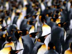 пингвины, пингвинов, императорских