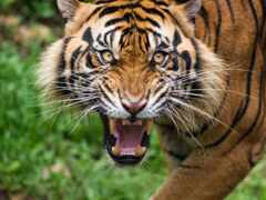 тигр, животное, зуб