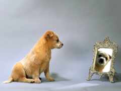 собака, щенок, зеркало
