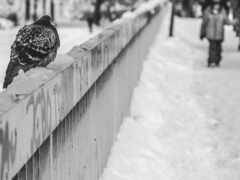 фото, голубое, черное
