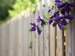 забор, цветы