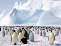 пингвин, антарктида, снег